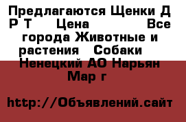 Предлагаются Щенки Д.Р.Т.  › Цена ­ 15 000 - Все города Животные и растения » Собаки   . Ненецкий АО,Нарьян-Мар г.